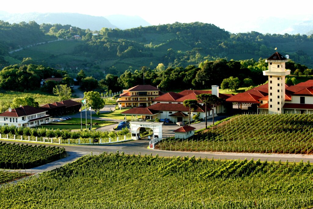 Visitação guiada com degustação na Vinícola Ravanello - Wine Locals